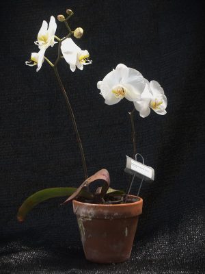 Phalaenopsis 'Queen Touch'