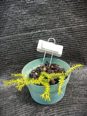 Phlegmariurus phlegmaria