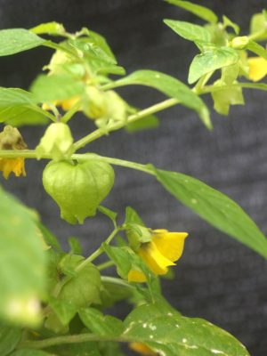Physalis philadelphica 