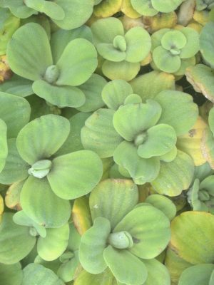 Pistia stratiotes