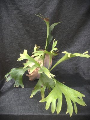 Platycerium bifurcatum