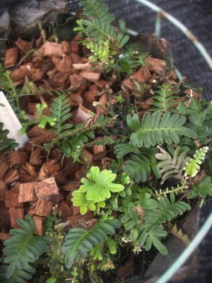 Pleopeltis polypodioides