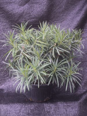 Podocarpus macrophyllus 'Maki'