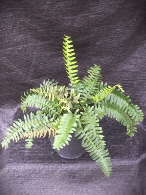 Polystichum acrostichoides