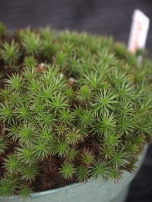 Polytrichum juniperinum