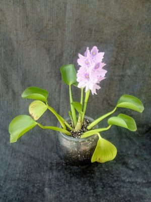 Pontederia crassipes