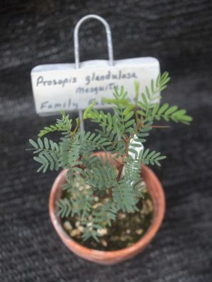 Prosopis glandulosa