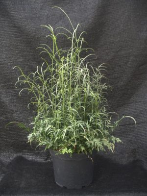 Pteris ensiformis 'Vicotiae'