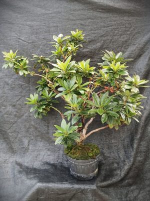 Rhododendron spp.