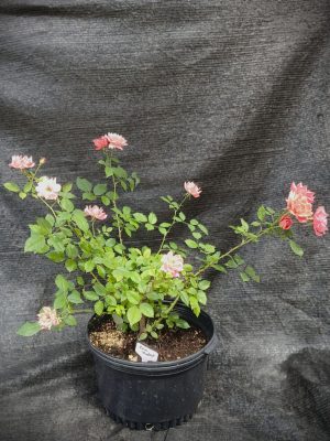 Rosa 'Radral' (Coral Knock Out Rose®)