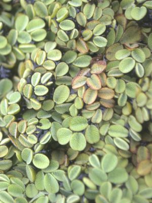 Salvinia minima