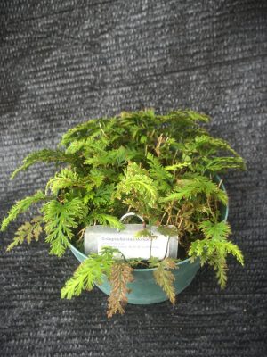 Selaginella stauntoniana