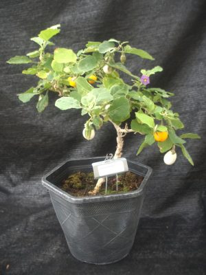 Solanum ovigerum