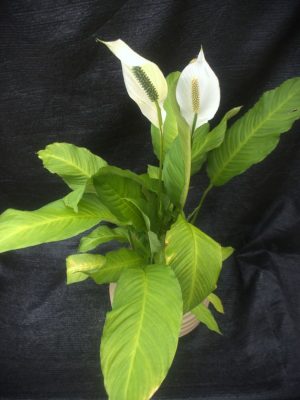 Spathiphyllum spp.