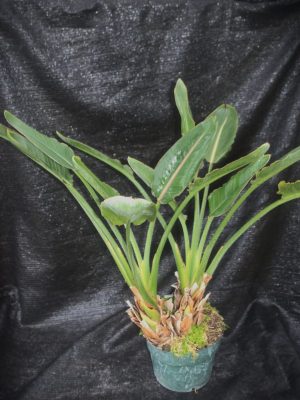 Strelitzia reginae