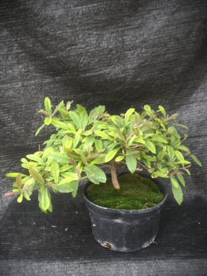 Synsepalum dulcificum