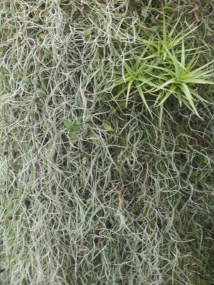 Tillandsia usneoides