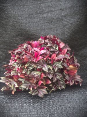 Tradescantia zebrina