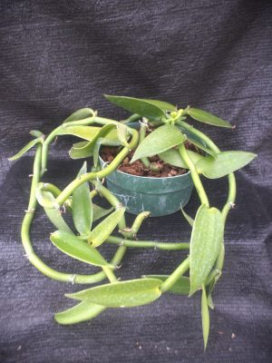 Vanillia planifolia