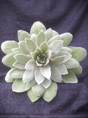 Verbascum thapsus