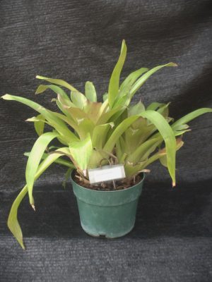 Vriesea duvaliana 'Rex'