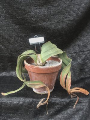 Welwitschia mirabilis