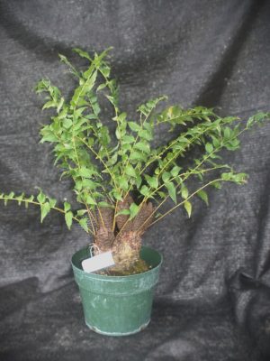 Zamia fischeri