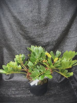 Zamia furfuracea