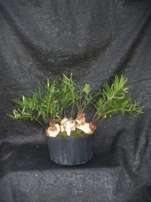 Zamia integrifolia