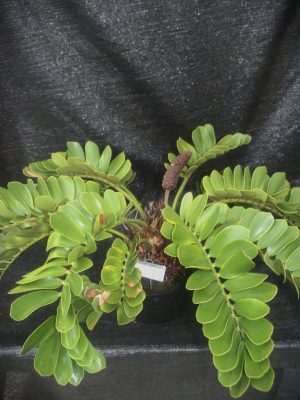Zamia pumila