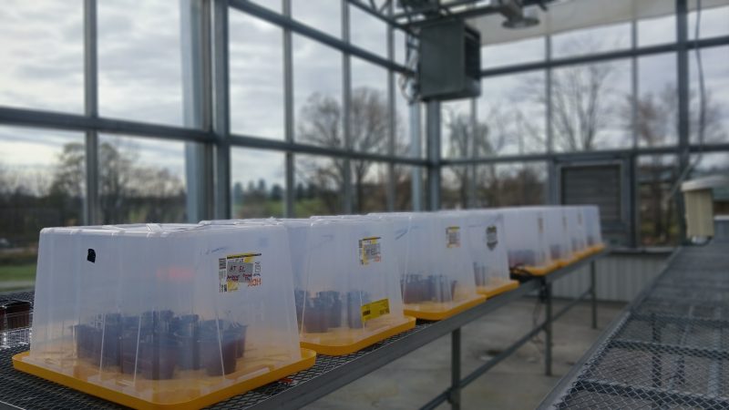 Project in Greenhouse